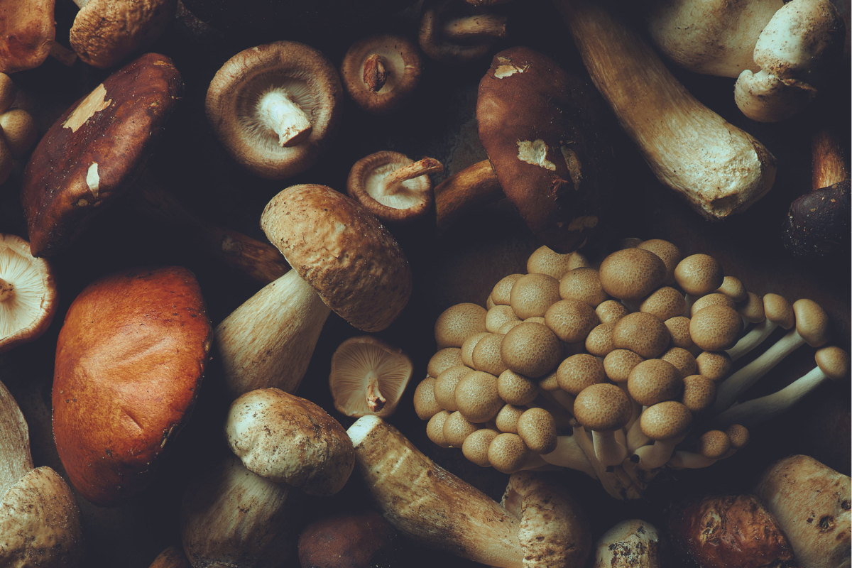 Forest to Face: Adaptogenic Mushrooms in Skin Care  